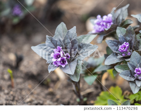 Lilac flower blooms in spring in May, poisonous plant listed in the red book, Physochlaina orientalis. Lilac flower blooms in spring in May, poisonous plant listed in the red book, Physochlaina orientalis. 113470298
