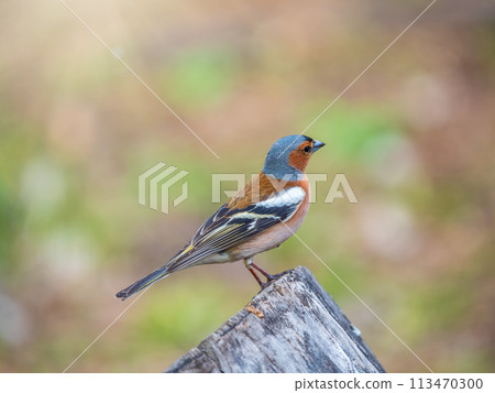 Common chaffinch, Fringilla coelebs, sits on a tree. Common chaffinch in wildlife. 113470300