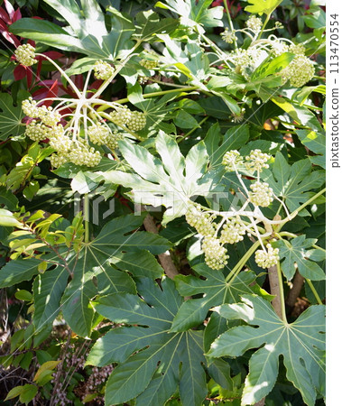 Fatsia 4:5 113470554