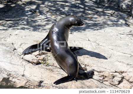 Minami Africa毛皮海豹 Minami Africa毛皮海豹 113470629