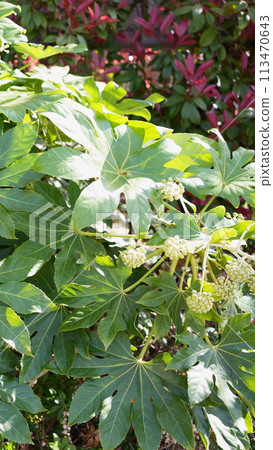 Fatsia 9:16 Fatsia 9:16 113470643