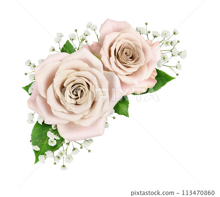 Cream roses and gypsophila flowers in a corner arrangement isolated 113470860