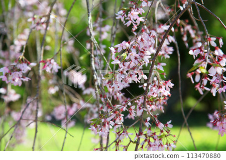 Cherry blossoms at Toemon Sano's residence 113470880