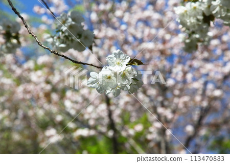 Cherry blossoms at Toemon Sano's residence 113470883