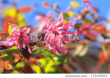 紅花常盤萬作 (Safflower Tokiwamansaku) 花 紅花常盤萬作 (Safflower Tokiwamansaku) 花 113470933