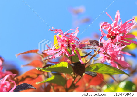 Safflower Tokiwa Mansaku (Safflower Tokiwamansaku) flower 113470940