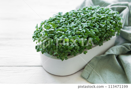 Tray of radish microgreens. Tray of radish microgreens. 113471199