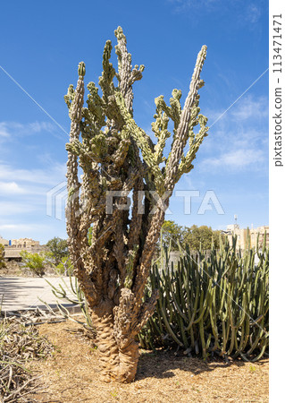 Mediterranean succulens plants in a garden Mediterranean succulens plants in a garden 113471471