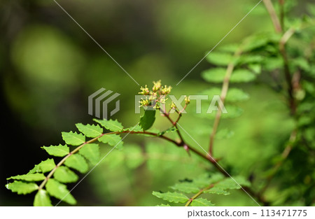 Female flower of Japanese pepper Female flower of Japanese pepper 113471775