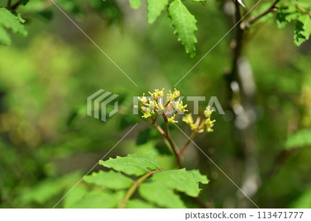 Female flower of Japanese pepper 113471777