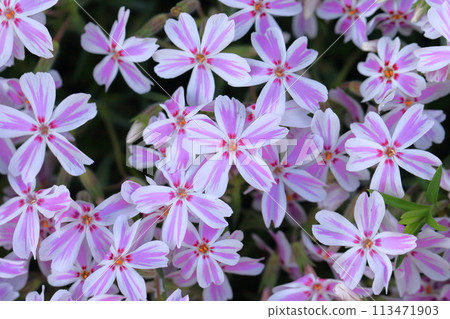 Adorable moss phlox flower Adorable moss phlox flower 113471903