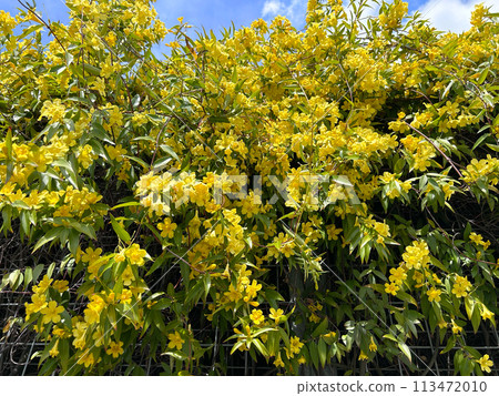 Yellow flower Carolina jasmine Yellow flower Carolina jasmine 113472010