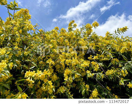 Yellow flower Carolina jasmine Yellow flower Carolina jasmine 113472017