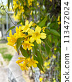 Yellow flower Carolina jasmine 113472024