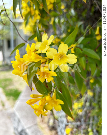 黃色花卡羅來納茉莉 113472024