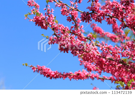 Fully blooming sappan flower (Cerulean redbud) Fully blooming sappan flower (Cerulean redbud) 113472139