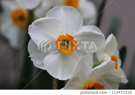 春天花園裡盛開的白色花瓣和橙色副花冠的水仙花花 113472320