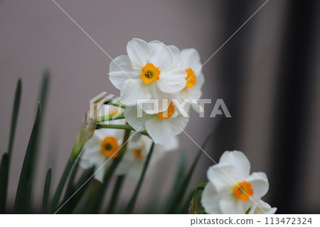 春天花園裡盛開的白色花瓣和橙色副花冠的水仙花花 113472324