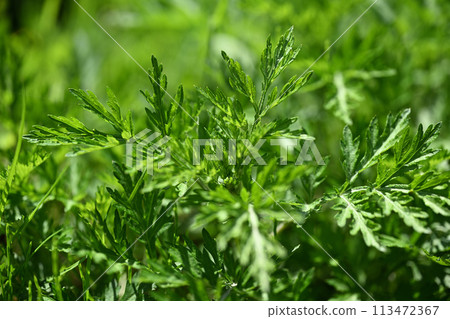 春艾（艾草） 113472367