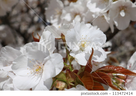 Omuro-sakura in full bloom Omuro-sakura in full bloom 113472414