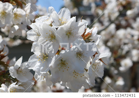 Omuro-sakura in full bloom 113472431