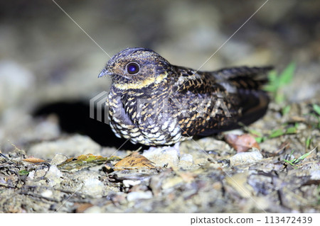 Sulawesi Nighthawk Sulawesi Nighthawk 113472439
