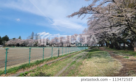 Cherry blossoms in the park 113472587