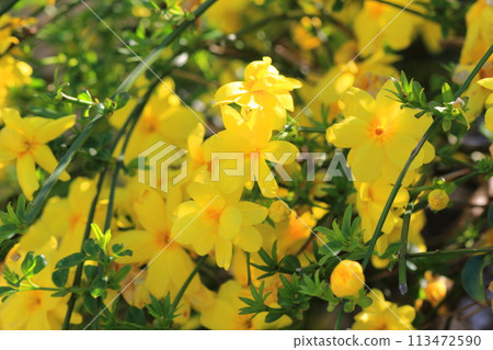 Spring flowers Yunnan Huangbai Spring flowers Yunnan Huangbai 113472590