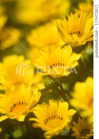 黃花 113472611