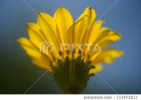 黃花 113472612
