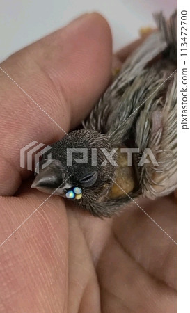 胡錦雀吃飽了睏了 胡錦雀吃飽了睏了 113472700