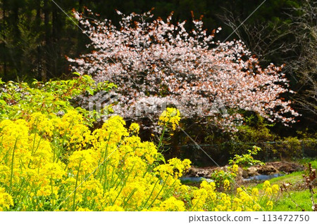 柚子之裡毛呂山町的田園裡盛開的油菜花和櫻花 113472750
