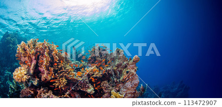 Underwater shot of vivid coral reef with beautiful fauna and flora. 113472907