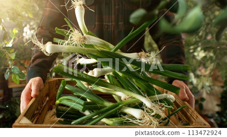 Closeup of Farmer Holding Wooden Crate with Falling Spring Onions. 113472924