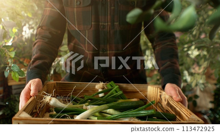 Closeup of Farmer Holding Wooden Crate with Spring Onions. 113472925