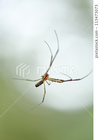 Spider web Spider web 113473073