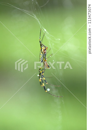 Spider web Spider web 113473074