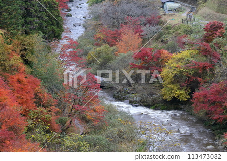 色彩斑斕的紅葉(愛知縣豐田市大平公園) 色彩斑斕的紅葉(愛知縣豐田市大平公園) 113473082