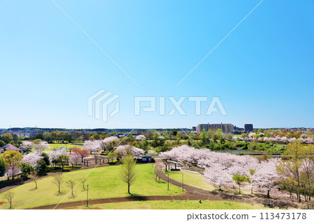Spring cityscape and cherry blossom Spring cityscape and cherry blossom 113473178