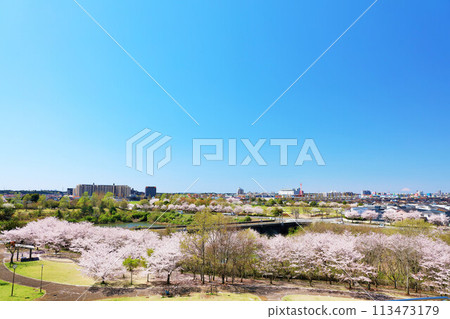 春天都市風景和櫻花 113473179