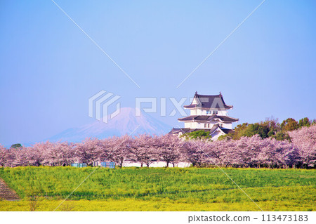 Spring cherry blossom trees, Sekijuku Castle, and Mt. Fuji in Chiba Prefecture 113473183