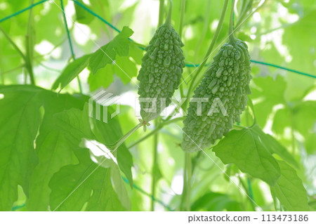 苦瓜,夏季經典蔬菜 苦瓜,夏季經典蔬菜 113473186