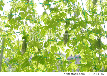 苦瓜,夏季經典蔬菜 苦瓜,夏季經典蔬菜 113473187