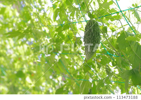 苦瓜，夏季經典蔬菜 113473188