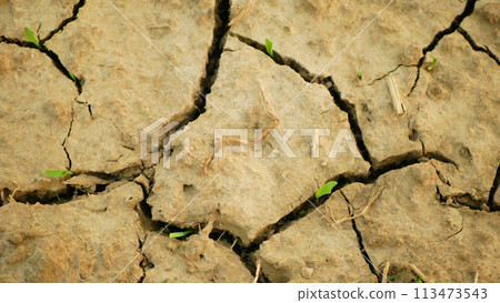 Drought wheat dry field land Triticum aestivum, very drying up the soil cracked, climate change, environmental disaster and earth cracks, death for plants and animals, degradation Europe Drought wheat dry field land Triticum aestivum, very drying up the soil cracked, climate change, environmental disaster and earth cracks, death for plants and animals, degradation Europe 113473543