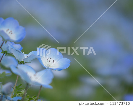 藍色粉蝶 藍色粉蝶 113473710