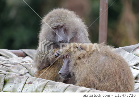 Grooming monkey (Anubis baboon) 113473726