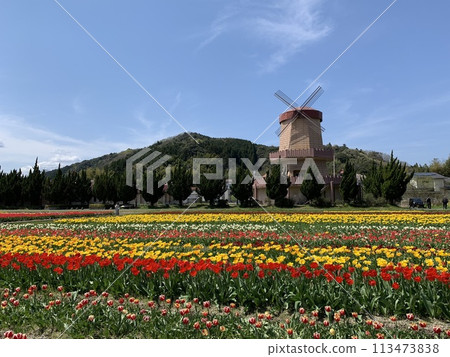Tulip fields and windmills in Mori Tulip fields and windmills in Mori 113473838