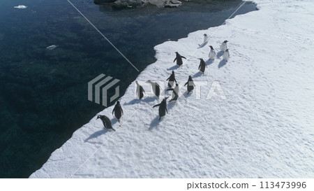 Antarctica Gentoo Penguin Aerial Edge View. South Pole Bird Colony Walk on Snow Covered Ocean Coast Landscape. Arctic Climate Change Concept Top Down Drone 113473996
