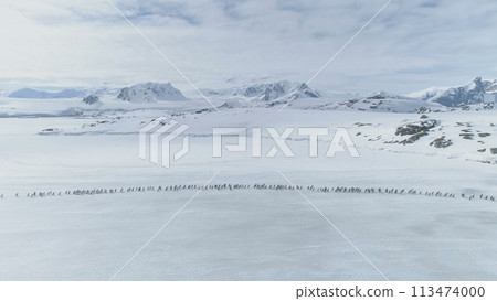 Aerial Flight Over Penguins Colony Migration. Drone. Antarctica Landscape. White Winter Background. Moving Flock Of Gentoo Penguins On Ice Covered Land. Mighty Polar Snow Mountains. 113474000